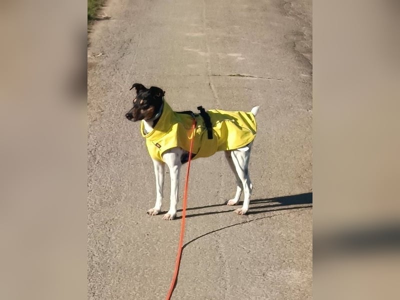 Bildhübscher Bodeguero Andaluz-Mischling sucht liebevolles Happy Home