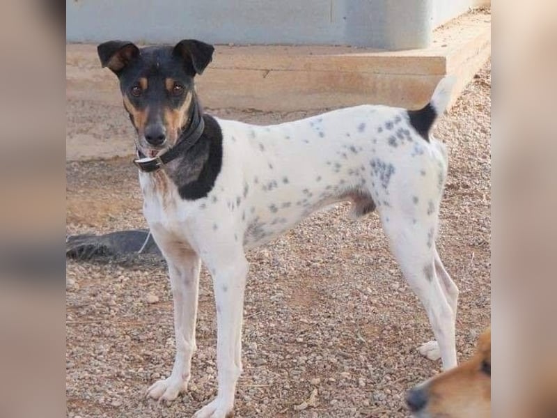 Bildhübscher Bodeguero Andaluz-Mischling sucht liebevolles Happy Home