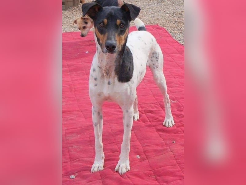 Bildhübscher Bodeguero Andaluz-Mischling sucht liebevolles Happy Home