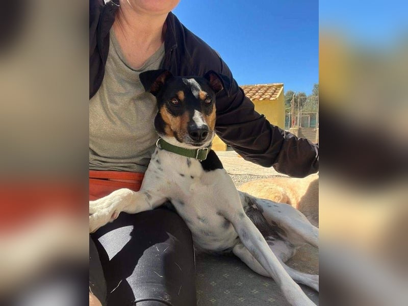 Bildhübscher Bodeguero Andaluz-Mischling sucht liebevolles Happy Home