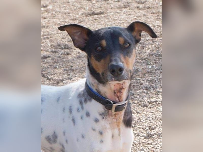 Bildhübscher Bodeguero Andaluz-Mischling sucht liebevolles Happy Home