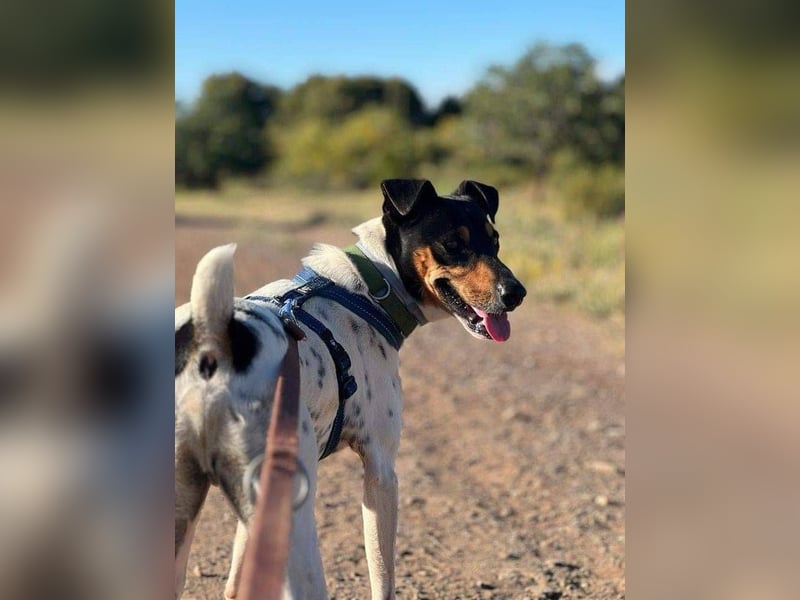 Bildhübscher Bodeguero Andaluz-Mischling sucht liebevolles Happy Home