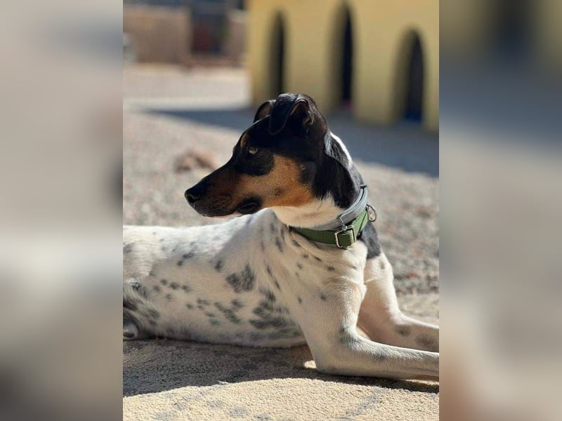 Bildhübscher Bodeguero Andaluz-Mischling sucht liebevolles Happy Home