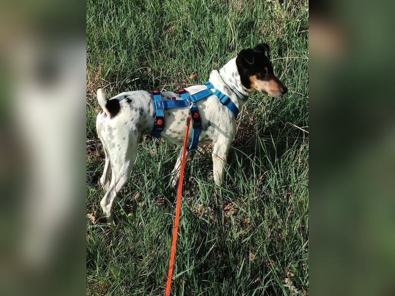 Bildhübscher Bodeguero Andaluz-Mischling sucht liebevolles Happy Home