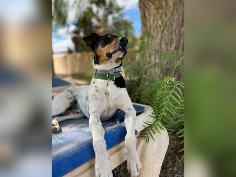Bildhübscher Bodeguero Andaluz-Mischling sucht liebevolles Happy Home