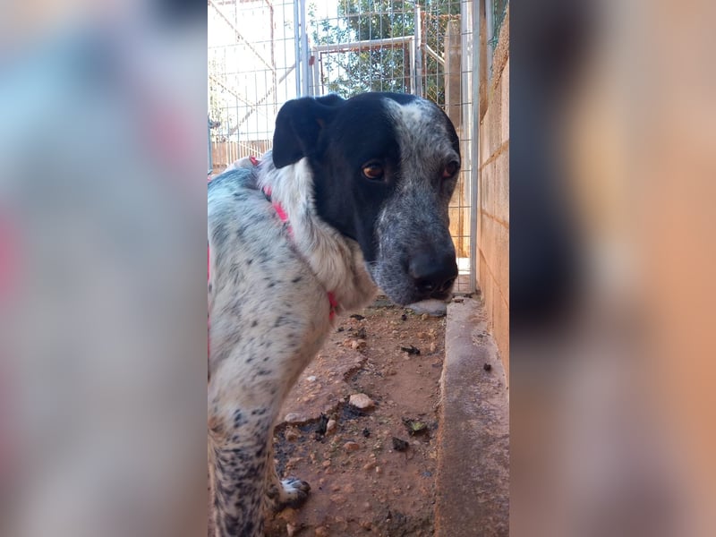 SHELDON, ein großer Hund mit einem großen Herzen