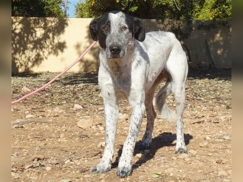 SHELDON, ein großer Hund mit einem großen Herzen