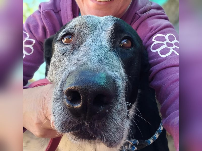 SHELDON, ein großer Hund mit einem großen Herzen