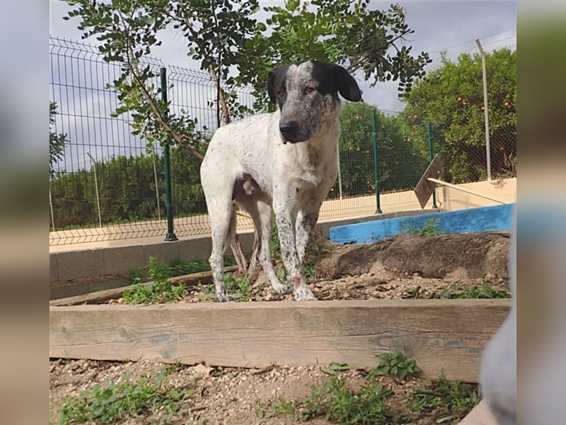 SHELDON, ein großer Hund mit einem großen Herzen