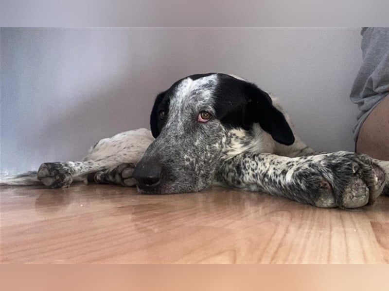 SHELDON, ein großer Hund mit einem großen Herzen