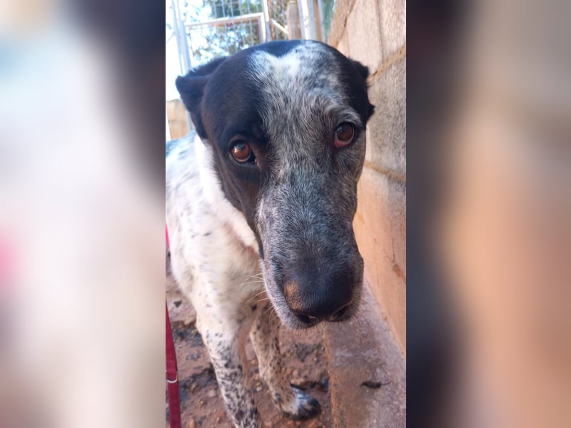 SHELDON, ein großer Hund mit einem großen Herzen