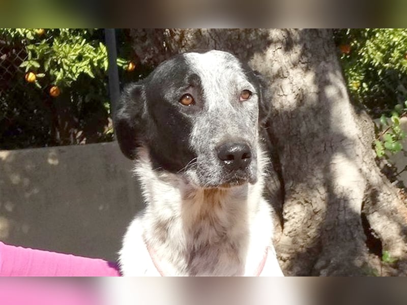 SHELDON, ein großer Hund mit einem großen Herzen