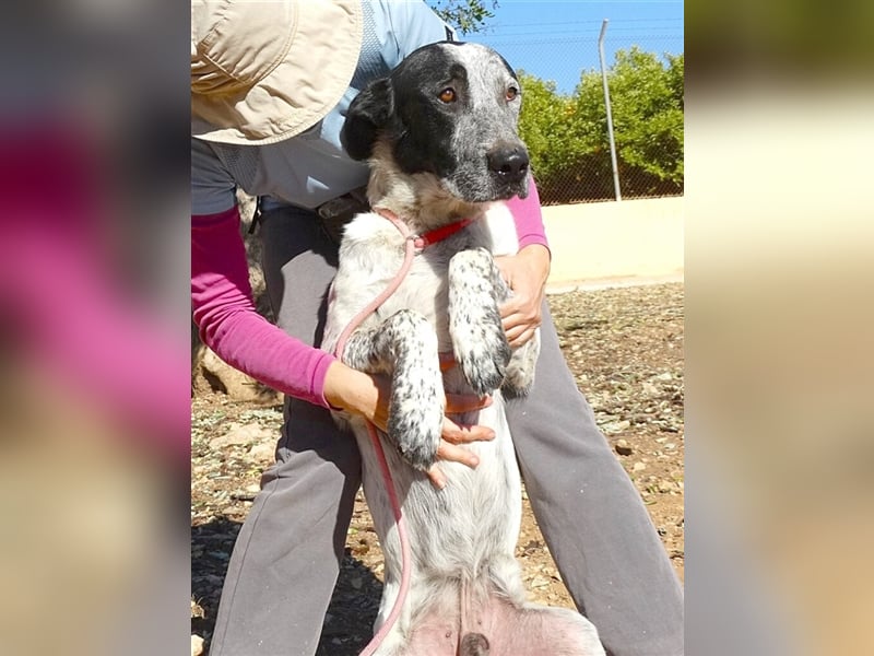 SHELDON, ein großer Hund mit einem großen Herzen