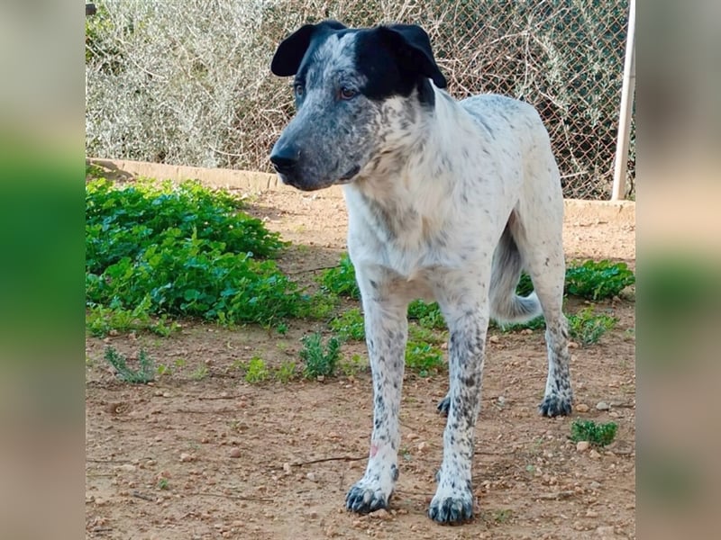 SHELDON, ein großer Hund mit einem großen Herzen