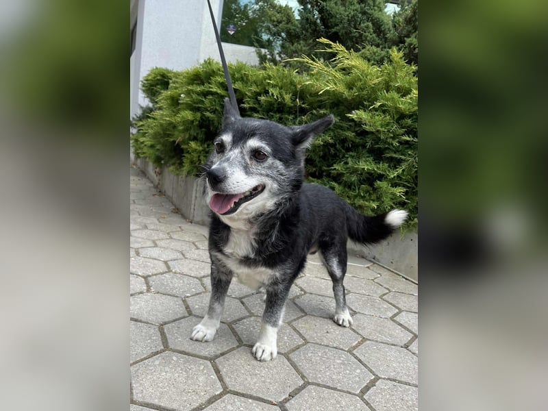 Johnny ein sanfter Rüde