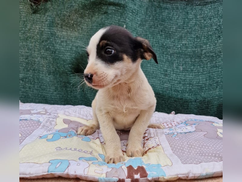 Chiko ein süßer Zwerg