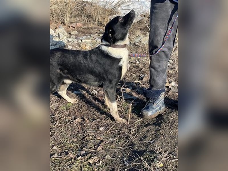 Camillo sucht ein ruhiges Zuhause