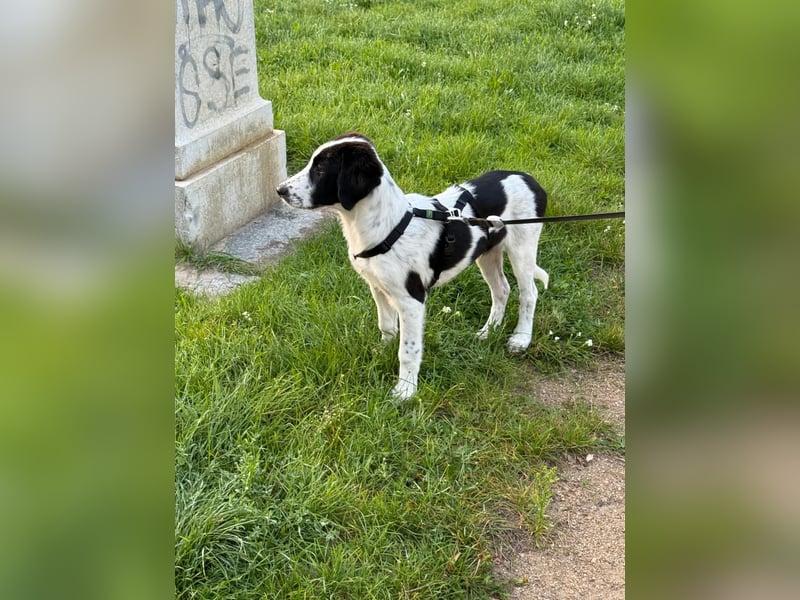 Rudi - in 12247 Berlin auf Pflegestelle