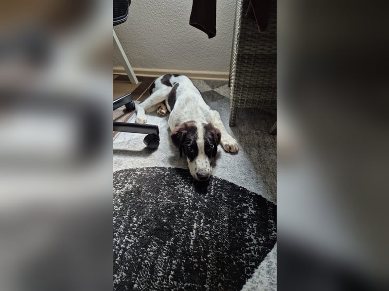 Rudi - in 12247 Berlin auf Pflegestelle