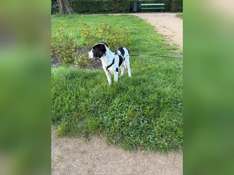 Rudi - in 12247 Berlin auf Pflegestelle