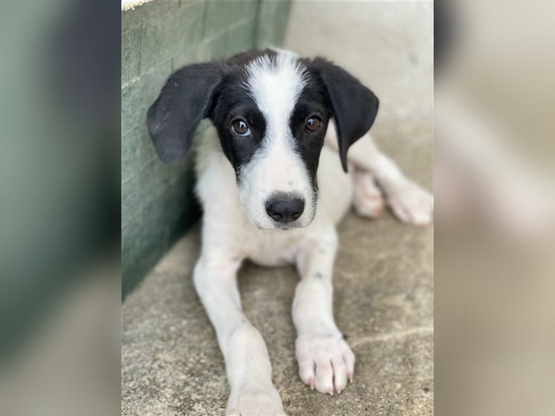 Maverick, geb. ca. 06/2023, lebt in GRIECHENLAND, im städt. Tierheim Serres