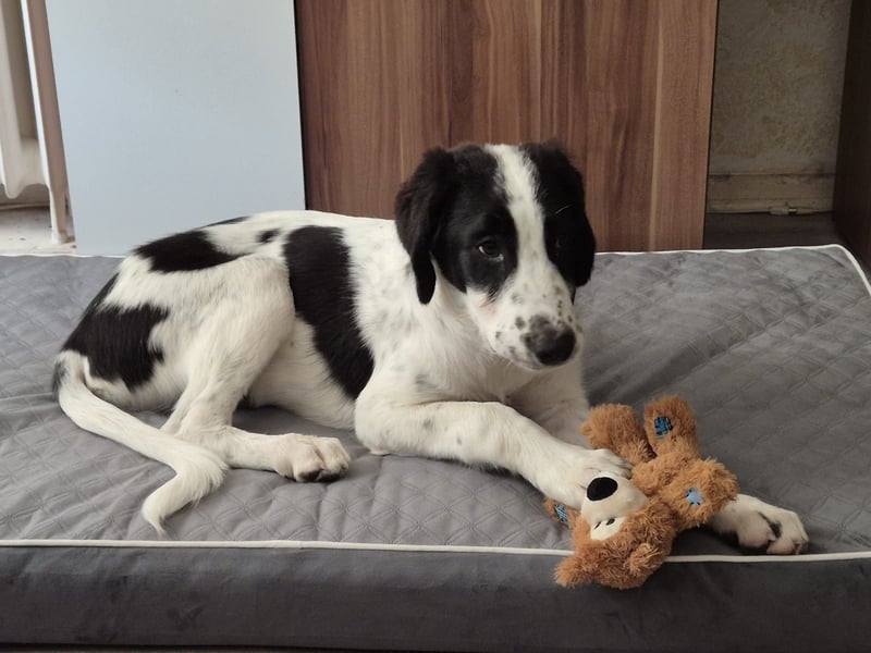 Rudi - in 12247 Berlin auf Pflegestelle