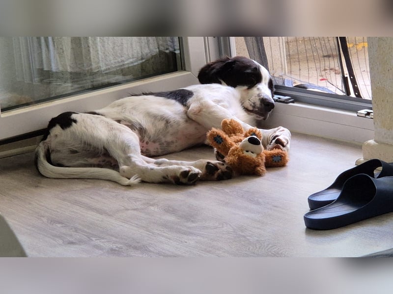 Rudi - in 12247 Berlin auf Pflegestelle