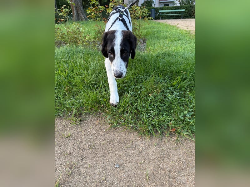 Rudi - in 12247 Berlin auf Pflegestelle