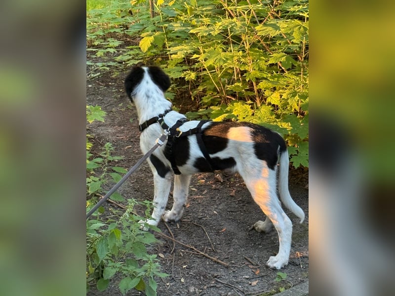 Rudi - in 12247 Berlin auf Pflegestelle