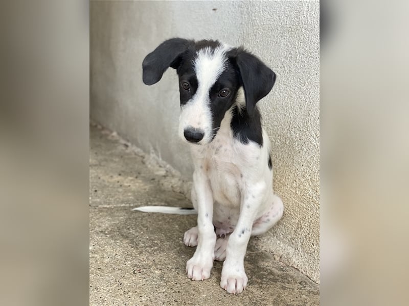 Maverick, geb. ca. 06/2023, lebt in GRIECHENLAND, im städt. Tierheim Serres