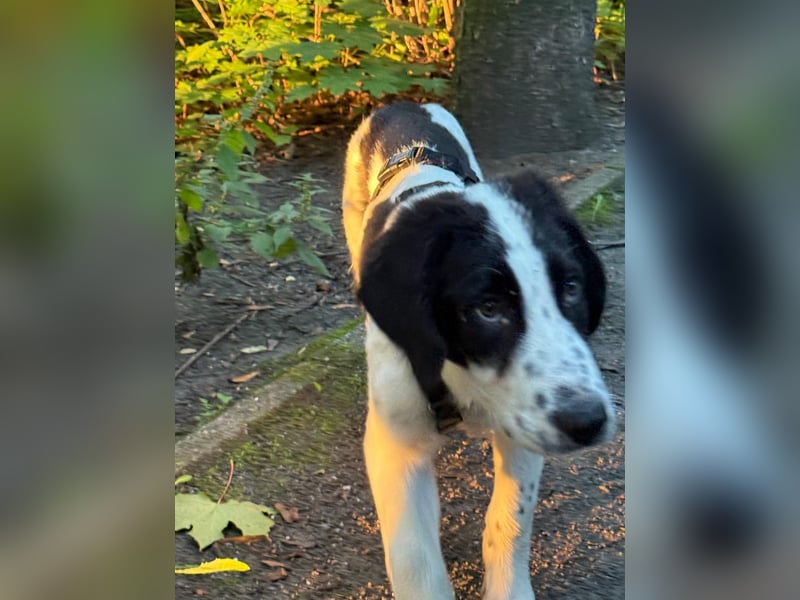 Rudi - in 12247 Berlin auf Pflegestelle