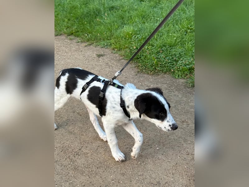 Rudi - in 12247 Berlin auf Pflegestelle