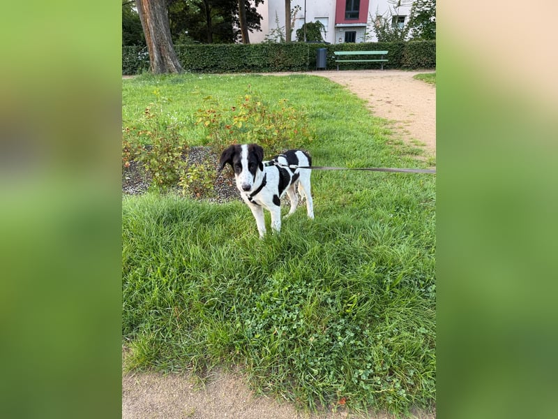 Rudi - in 12247 Berlin auf Pflegestelle