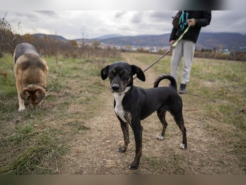 Dobby - männlich, kastriert - geboren 2021