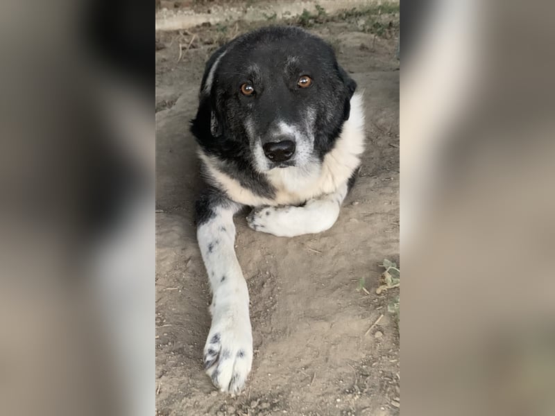 Harwin, geb. ca. 11/2018, lebt in GRIECHENLAND, im städt. Tierheim Serres