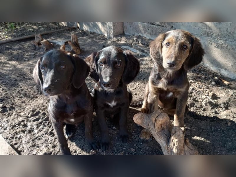 Chimmy,  Flat Coated Mix einer von drei süssen Welpen, Katzen und Hunde gerne