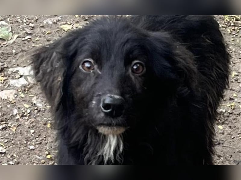Henri, junger knuffiger kleiner Rüde aus dem Horrorhaus :-(