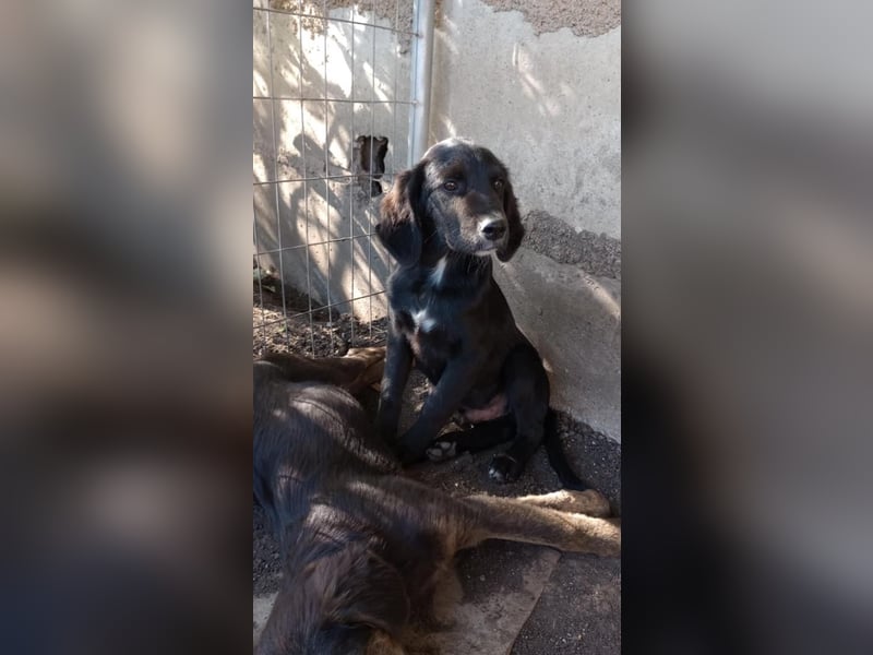 Chimmy,  Flat Coated Mix einer von drei süssen Welpen, Katzen und Hunde gerne