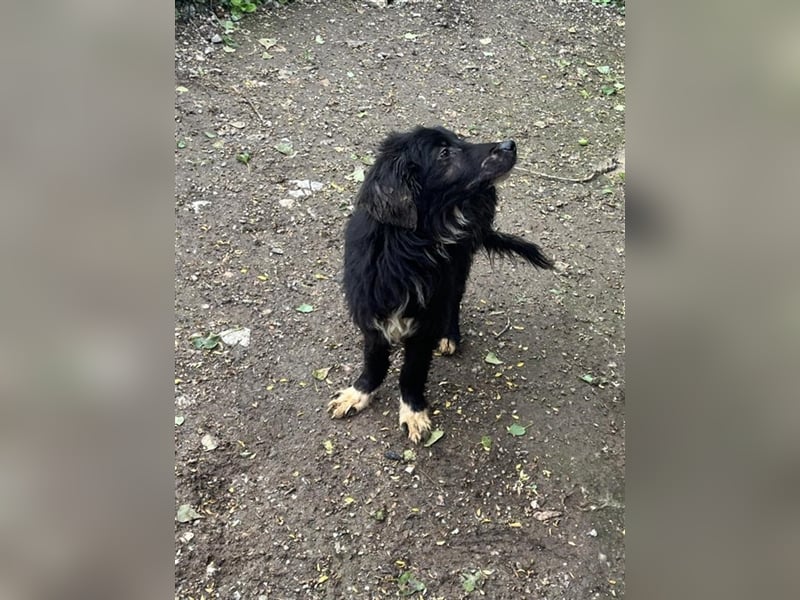 Henri, junger knuffiger kleiner Rüde aus dem Horrorhaus :-(