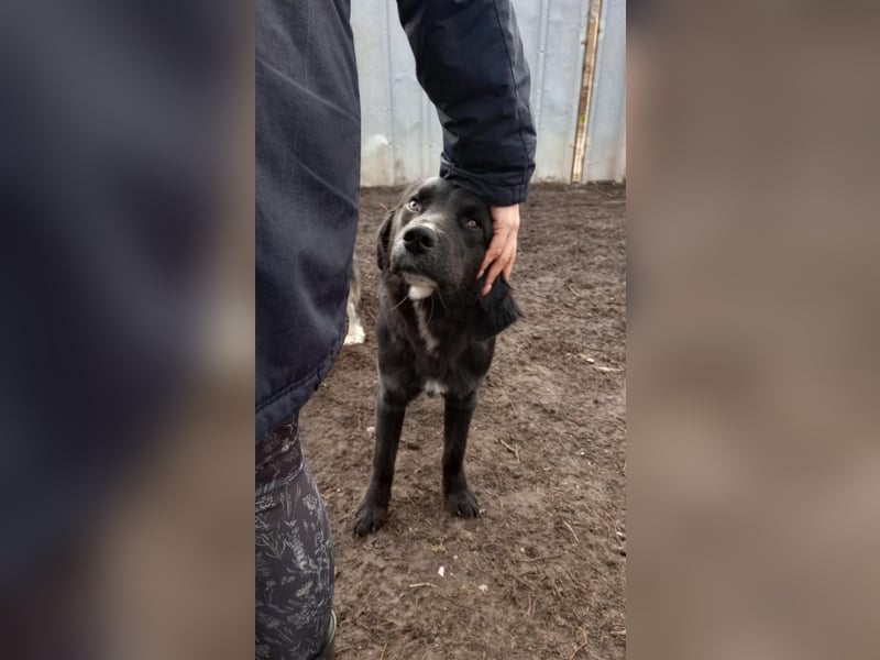 Chimmy,  Flat Coated Mix einer von drei süssen Welpen, Katzen und Hunde gerne