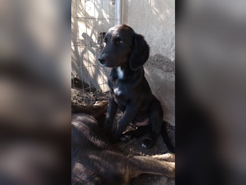 Chimmy,  Flat Coated Mix einer von drei süssen Welpen, Katzen und Hunde gerne