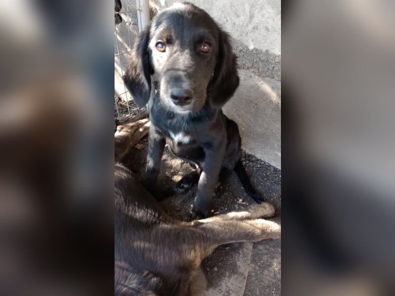 Chimmy,  Flat Coated Mix einer von drei süssen Welpen, Katzen und Hunde gerne