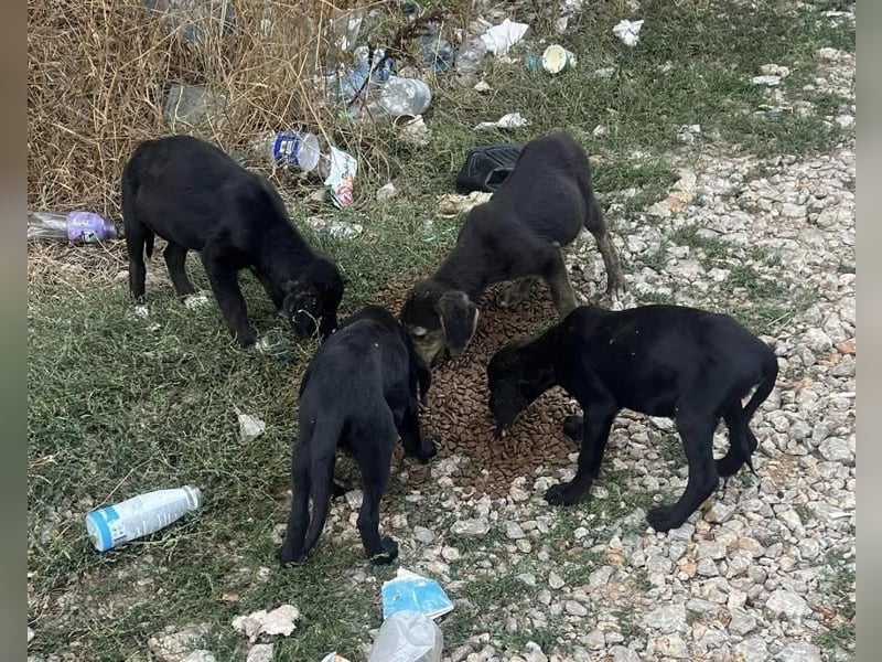 Chimmy,  Flat Coated Mix einer von drei süssen Welpen, Katzen und Hunde gerne