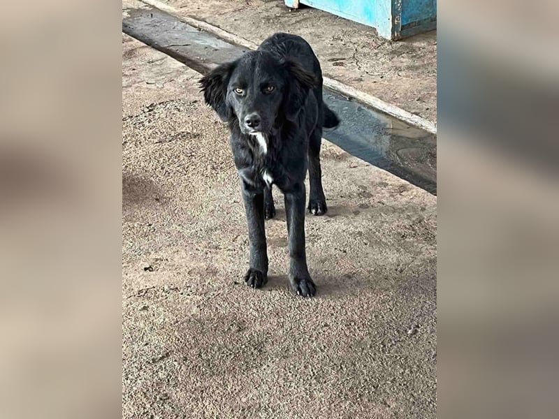 Chimmy,  Flat Coated Mix einer von drei süssen Welpen, Katzen und Hunde gerne