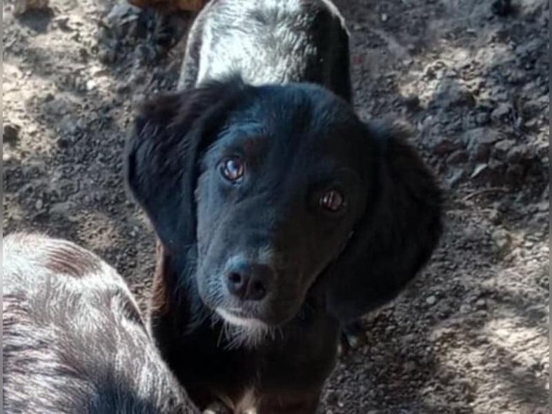 Chimmy,  Flat Coated Mix einer von drei süssen Welpen, Katzen und Hunde gerne