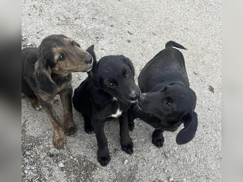 Chimmy,  Flat Coated Mix einer von drei süssen Welpen, Katzen und Hunde gerne