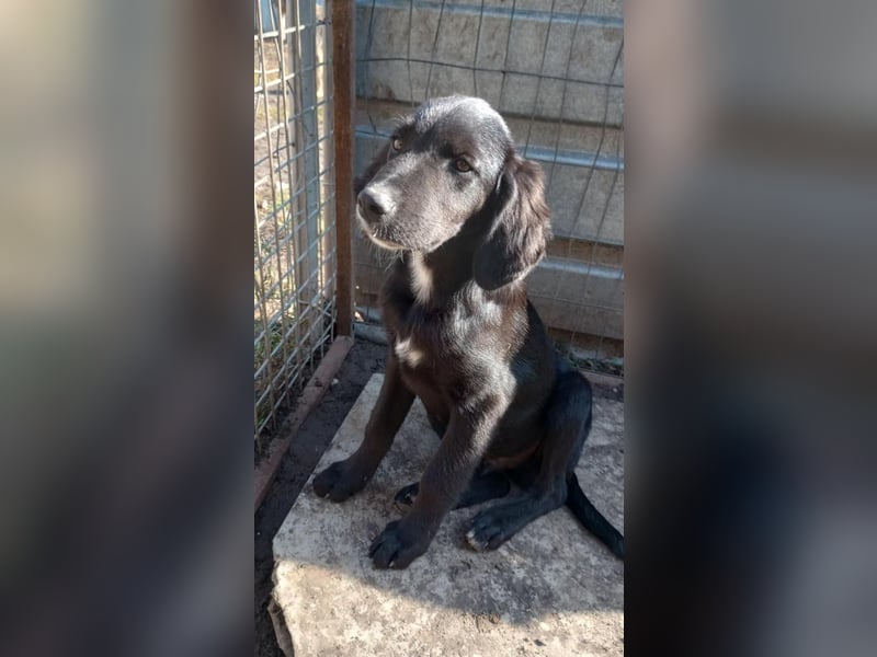 Chimmy,  Flat Coated Mix einer von drei süssen Welpen, Katzen und Hunde gerne