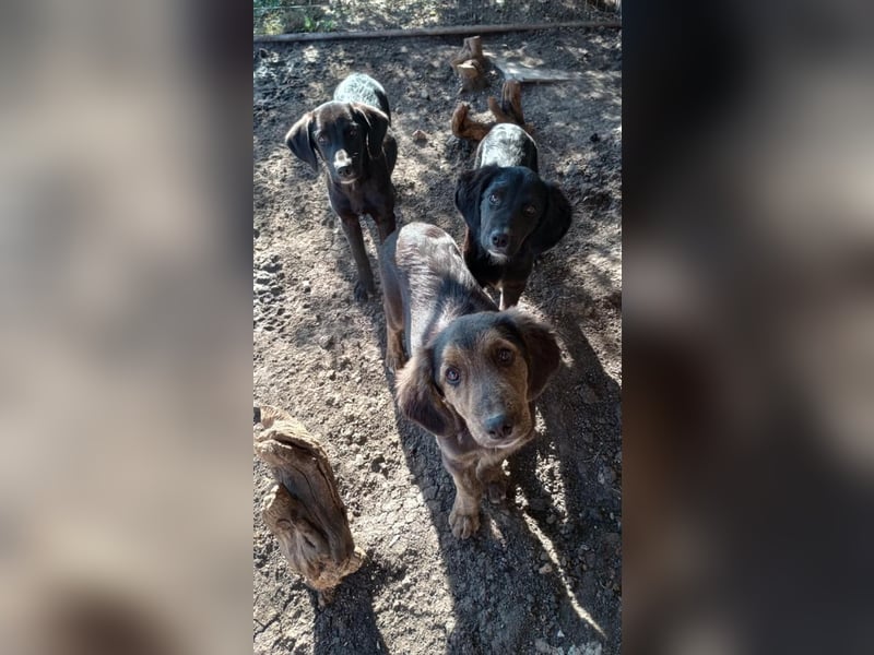 Chimmy,  Flat Coated Mix einer von drei süssen Welpen, Katzen und Hunde gerne