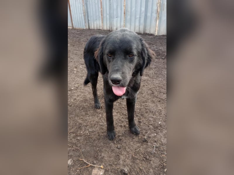 Chimmy,  Flat Coated Mix einer von drei süssen Welpen, Katzen und Hunde gerne