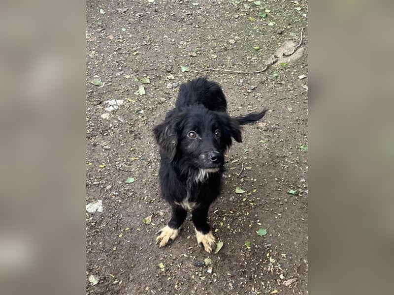 Henri, junger knuffiger kleiner Rüde aus dem Horrorhaus :-(
